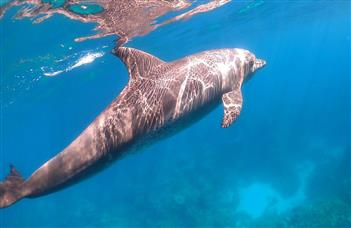 Dolphin House 